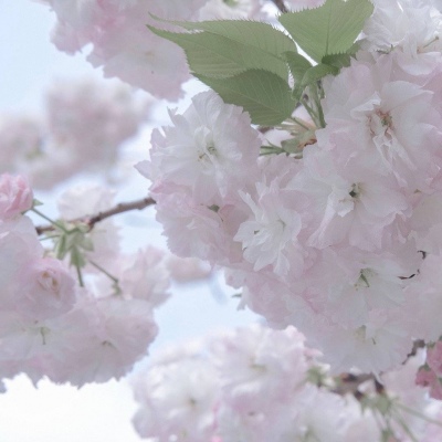 兽设物种设计灵感FurryQQ群